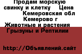 Продам морскую свинку и клетку. › Цена ­ 2 500 - Кемеровская обл., Кемерово г. Животные и растения » Грызуны и Рептилии   